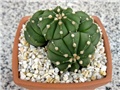 Astrophytum asterias v. nudum (?)