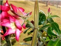 Adenium obesum - sjeme