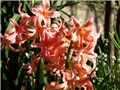 Hyacinthus 