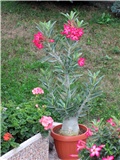 Adenium obesum