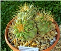 copiapoa haseltoniana