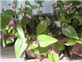 Tradescantia Blushing Bride