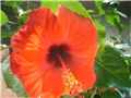 hibiskus