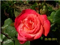 Ruža...pelcana iz krsnog buketa moga Silvija pred 23.godine.