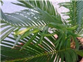 Cycas Revolute