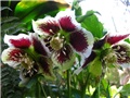 Helleborus orientalis