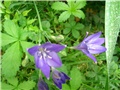 triteleia