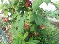 kupine