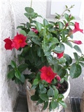brazilski jasmin