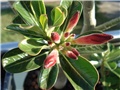 adenium pupovi