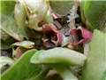 kopitnjak asarum