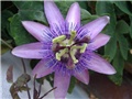 Isusova kruna lat.Passiflora