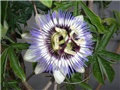 pasiflora