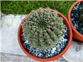 Gymnocalycium 