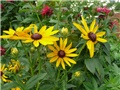 rudbeckia