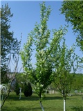 Sremza – Prunus padus