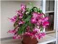 Schlumbergera