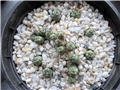 Ortegocactus macdougallii