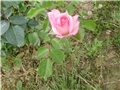 ruža roza