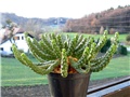 euphorbia inermis