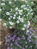 Alyssum
