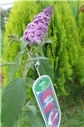 budlea