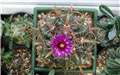 ferocactus latispinus