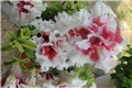 surfinija dupli cvijet pink purple