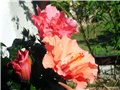 hibiskus dupli