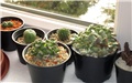 titanopsis 