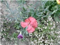 dianthus caryophillus?