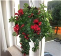 Aeschynanthus  
