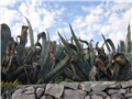 Agave - Lošinj