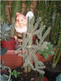 Opuntia