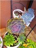 succulent 3