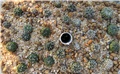 Astrophytum asterias hybrid