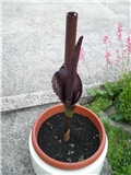 Tropi
