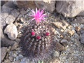 Neoporteria - Eriosyce - Neochilenia 