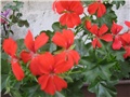 Pelargonije