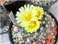 Copiapoa maritima
