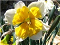 Narcissus 