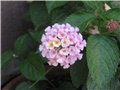 lantana