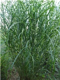 Miscanthus sinensis