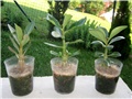 Adenium obesum