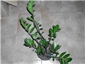 zamioculcas