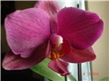 phal 