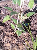 Klematis, Clematis 'Multi Blue'