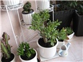 crassula
