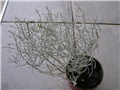 Calocephalus