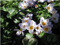 Crocus